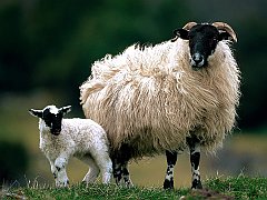 Blackface Sheep with Lamb, Scotland